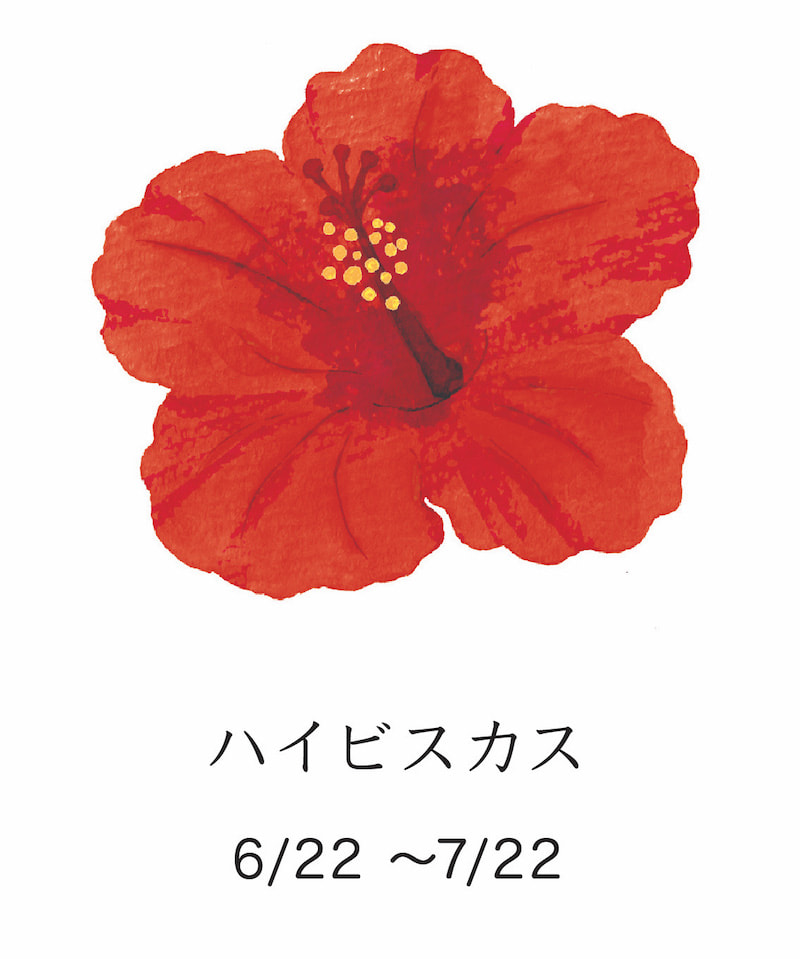 ハイビスカス